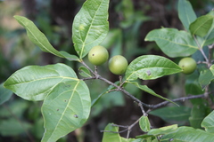 Strychnos potatorum